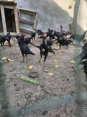 Joja xoroz tovuqlar 3oylidan otgan kelib tanlab ovurasila zoti zor