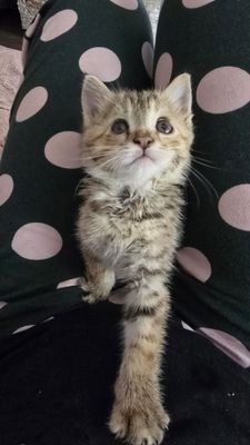 Пристраиваю котёнка, девочка! Ищу заботливую и любящую кошек семью!