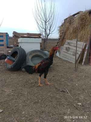 Даканг хурозлари сотувда тошкентда кибрайда