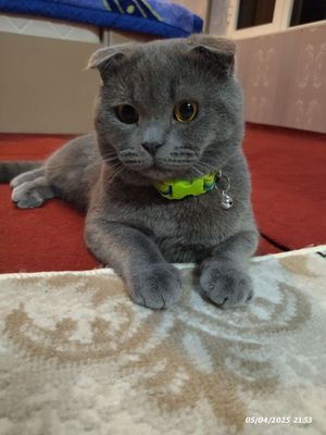 Scottish fold mushugimiz sotiladi