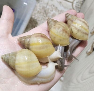 улитка ахатина Родация альбиносы и стандарты