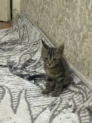 Котёнок в добрые руки!