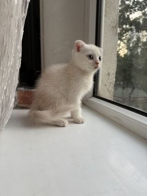 СРОЧНО продам котят