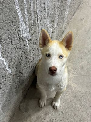 Срочно продается собака Хаски !