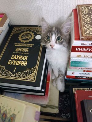 mushuk tekinga beriladi latoca ozi boradi iqili