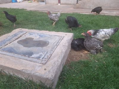 Tovu xoroz aralash jojala