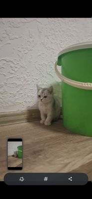 Serebristiy shinshila sotiladi