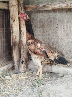 Продам куриц!Срочно!