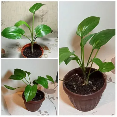 Продам. Дримиопсис - Ледебурия.