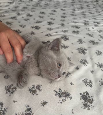 котята