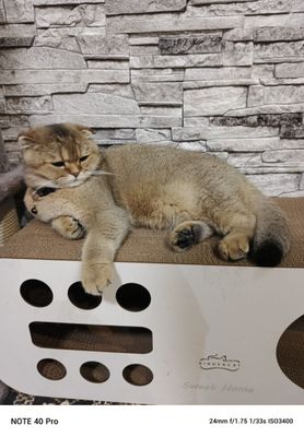 Продается шатланский катенок