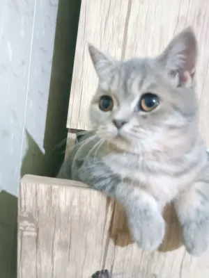 shatlaniski strayt 4yarim oylik