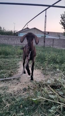 Зоддор эчки сотилади