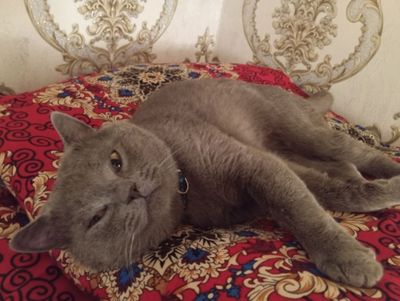 Britanskiy Mushuk sotiladi
