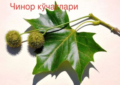 Чинор, Ясин, Клён манзарали дарахт кўчатлари