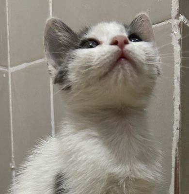 2.5 месячный котенок