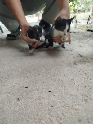 котят отдадим даром