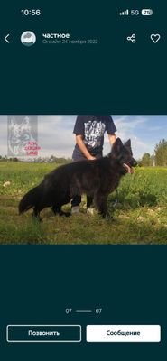 Пропала собака породы немецкая овчарка