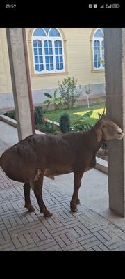 2 ярим йош куй келишилган нархда сотаман