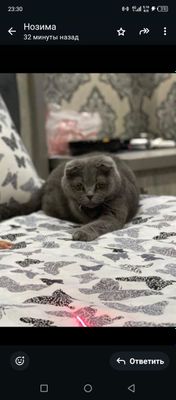 Продаются котята