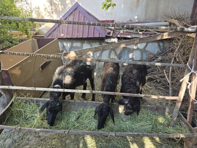 Куйлар- сотилади 3 дона