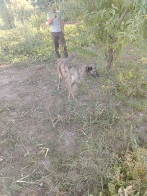 It sotiladi, Kangal bilan cho'pon chotishgan,3oyli