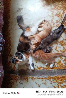 Продаётся котята два мальчика