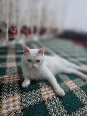 Turk angora mushugi