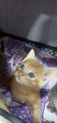 Пристраиваються Котята