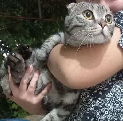 Продам вислоухого кота