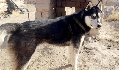 yaxshi aqilli qizbola 10 oylik juda yuvvosh