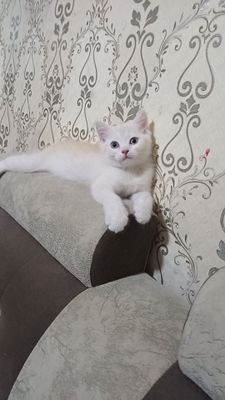 Сотилади Шотландский скоттиш страйд. 4 ойлик