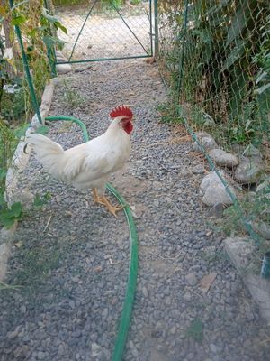 Продаются инда утки семья и петухи