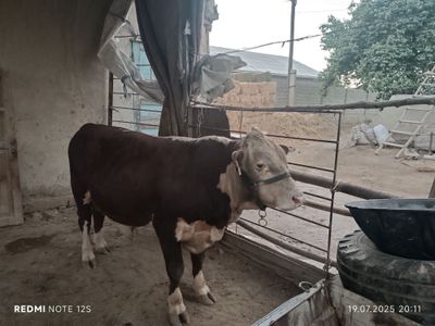 Grenford buqacha sotiladi