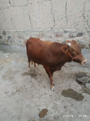 Navozcha sotiladi