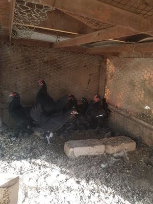 Японла сотилади срочна 13та