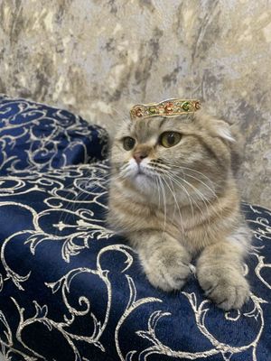 Кошка Скотиш Фолт