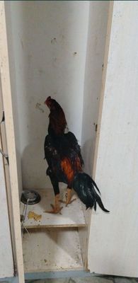 Dakan sotiladi srochna
