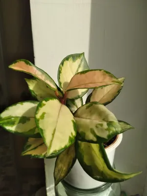 Хойя. Сортовые хойи