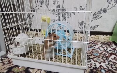 Hamyak oʻgʻilbola va qizbola 2 kg ovqat bilan qafas oyinchoq lari blan