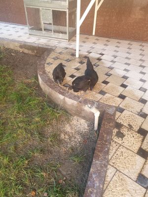 Qora shagzoda jujalar sotiladi