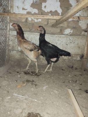 Дакан товуклар 2