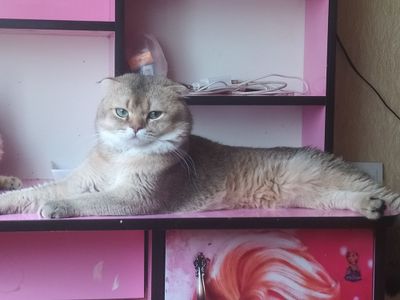 Вязка чистокровный британец золотой шиншилла
