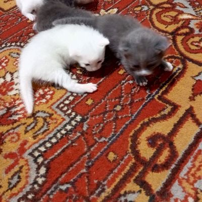 Мушукчалар сотилади срочно