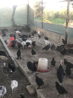 3 oylik jujalar va kurkalar sotiladi