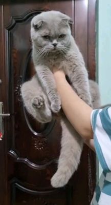Британские котята продаётся