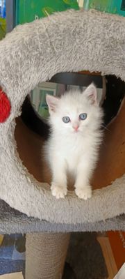 Продается шотландский котёнок