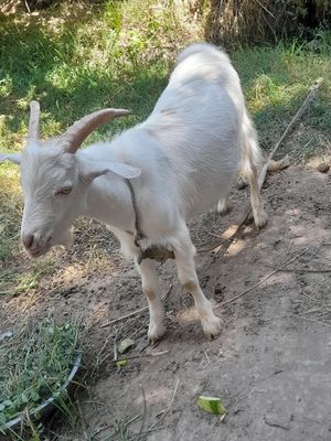 Taka sotiladi enasi 3 letir sut beradi