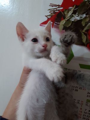 Пристраиваются котята