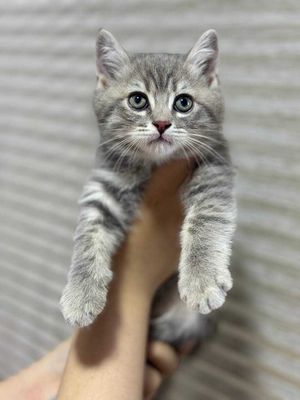 Продаётся котёнок!